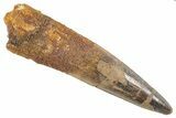Fossil Spinosaurus Tooth - Real Dinosaur Tooth #343613-1